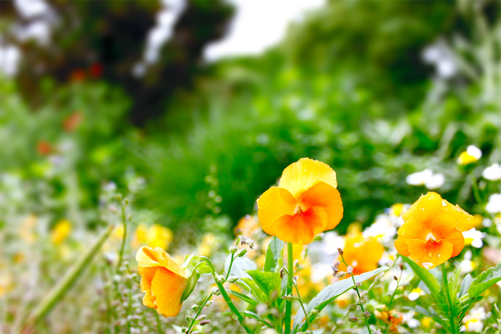 花